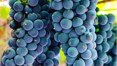햇살 가득 머금은 강화포도🍇 특가할인 놓치지 마세요!